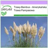 SAFLAX - Amerykańska Trawa Pampasowa - 200 Nasiona - Podgląd zdjęcia produktu 10
