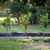 Three small citrus trees with fruit are planted in a garden bed. Podgląd zdjęcia produktu