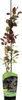 Berberys Thunberga  Atropurpurea 1L Podgląd zdjęcia produktu 2