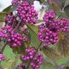 2 x  Callicarpa  - Callicarpa bodinieri 'Profusion'  | Anteprima dell’immagine prodotto 2