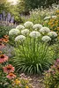 Stauden Gänge 3 x Allium 'Cliffs of Dover' im 1 Liter Topf Produktbild-Vorschau 7