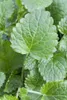 Melissa officinalis, Zitronenmelisse, aromatisch, ca. 11x11 Produktbild-Vorschau 10