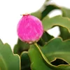 Epiphyllum guatemalense var. monstrose - hängender Produktbild-Vorschau 2