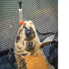 Matrix Foam Pellet Waggler 5gr Produktbild-Vorschau 5