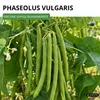 Buschbohnen Saxa Samen - Phaseolus vulgaris  - Bohnensamen Produktbild-Vorschau 2