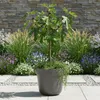 Figovník Ficus carica Little Miss Figgy - výška 19cm, výška Náhľad obrázku produktu 5