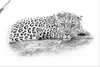 ARTland Poster Leopard High Key Optik Größe: 30x20 cm Produktbild-Vorschau 1