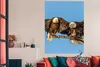 MuchoWow® Poster Vogel - Äste - Adler - Raubvögel - Luft Produktbild-Vorschau 2