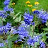 2 x  Caryopteris clandonensis 'Kew Blue'  | 30-40 cm in Anteprima dell’immagine prodotto 1