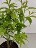 Prunus glandulosa 'Alba Plena', Mandorlo bianco, vaso da 3 Anteprima dell’immagine prodotto 5