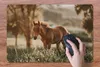 MuchoWow® Schreibtischunterlage Pferd - Licht - Wiese 60x40 Produktbild-Vorschau 3