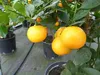 Calamondin Stamm Busch Orange Citrus Mitis 70 - 80 cm Produktbild-Vorschau 2