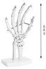 Anatomie Skelett Mensch Modell Skelett Hand Lebensgroß Produktbild-Vorschau 5