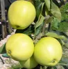 Several yellow apples are growing on a tree branch, with green leaves and a blurred background of a garden. Produktbild-Vorschau