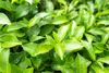 Loyd Earl Gray čierny listový čaj s bergamonovým olejom Náhľad obrázku produktu 7