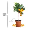 Meine Orangerie Mandarinenbaum Mezzo - veredelter Produktbild-Vorschau 2