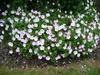 Stauden Gänge 3 x Geranium sanguineum 'Apfelblüte' - Rosa Produktbild-Vorschau 6