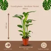Trendyplants - Strelitzia Nicolai - Paradiesvogelblume - Produktbild-Vorschau 4