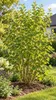 Felsenbirne ‘Prince William’ – Amelanchier, winterharter Produktbild-Vorschau 3