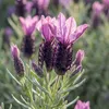 Bloomique - Lavandula Stoechas Anouk - Lavande Papillon - Voir les images du produit 3