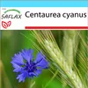SAFLAX - Zestaw prezentowy - Niebieski chaber - 27000 Podgląd zdjęcia produktu 8