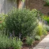 Bloomique - Phillyrea Angustifolia - Wapno kamienne - Podgląd zdjęcia produktu 1