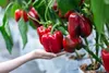 Dünger - für Tomaten und Paprika Granulat 1 kg - BR 1644 Produktbild-Vorschau 4