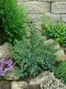 Juniperus squamata 'Blue Swede', blauer Zwergwacholder, Produktbild-Vorschau 2