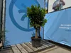 Sunny Tree - Orangenbaum - große 160 Zentimeter - Citrus Produktbild-Vorschau 3