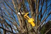 A yellow pole saw is being used to cut a tree branch against a blue sky. Produktbild-Vorschau