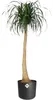 ELHO Coperchio B.For Soft Round 35 cm, antracite Anteprima dell’immagine prodotto 10