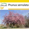 SAFLAX Kultivační sada - Japonský třešňový květ - Prunus Náhled obrázku produktu 9