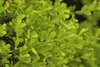 Ilex crenata 'Golden Gem', Japanische Stechpalme, goldgelb, Produktbild-Vorschau 3