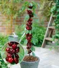 BALDUR Garten 2x Säulen-Kirschen 'Stella', Pflanzen Produktbild-Vorschau 2