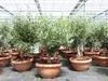 Olivenbaum Bonsai 70 - 90 cm Formgehölz, Olive winterhart, Produktbild-Vorschau 9