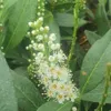 Alloro Ciliegia Otto Luyken 1L Anteprima dell’immagine prodotto 5
