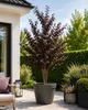 Blutpflaume Prunus cerasifera 'Pissardii' ca. 200 cm | Produktbild-Vorschau 1