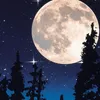 Yankee Candle Midsummer's Night, Rond, Zwart, Muskus, 22 Productafbeelding-voorbeeld 8