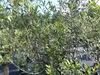 Olivenbaum Olive "Angebot" 150 - 180 cm, beste Qualität, Produktbild-Vorschau 6