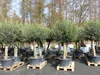 2x Olivenbaum Olive "60 Jahre" 200 - 240 cm, beste Produktbild-Vorschau 5