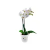 A white orchid plant in a white pot, isolated on a white background. Produktbild-Vorschau