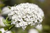 Viburnum burkwoodii, Duft-Schneeball, immergrün, 60–80 cm Produktbild-Vorschau 4