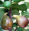 Feigenbaum ´MADELEINE DES DEUX SAISONS®´ 20-30 cm, Cont. 2 Produktbild-Vorschau 1