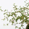 Sophora 'Little Baby' Honigbaum - Zickzackstrauch - Höhe Produktbild-Vorschau 5