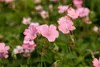 Geranium x oxonianum 'Wargrave Pink', Storchschnabel, rosa, Produktbild-Vorschau 4