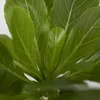 Hawajska palma - 2 szt - Brighamia 'Insignis' - Wysokość Podgląd zdjęcia produktu 4