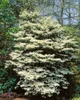 Viburnum plicatum 'Summer Snowflake', Japanischer Produktbild-Vorschau 13