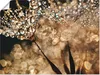 ARTland Poster Pusteblume Goldschimmer Größe: 40x30 cm Produktbild-Vorschau 1
