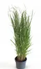 Panicum virgatum 'Northwind', Rutenhirse, aufrecht, 3-5 Produktbild-Vorschau 1