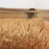 15 kg Pšenice čištěná Krmivo pro kuřata Krmivo pro drůbež Náhled obrázku produktu 10